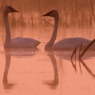 Swans